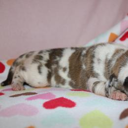 Great Dane Puppies from Broken Arrow Danes