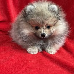 Pomeranians from Del-May Pomeranians