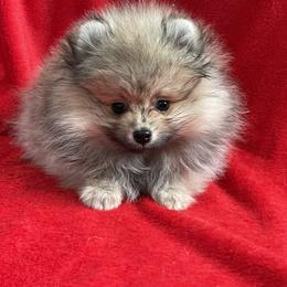 Pomeranians from Del-May Pomeranians