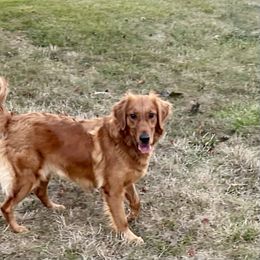 Amber - Golden Retriever