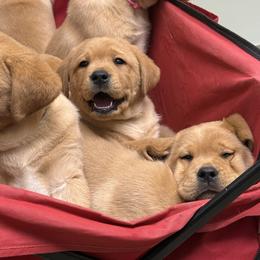 Finch - Yellow female Labrador Retriever puppy in Catawba, North Carolina from Raising Hope Labradors