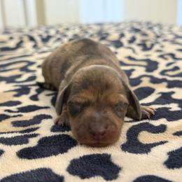 Leopard print dapple - Dapple male Dachshund puppy in Honolulu, Hawaii from A&A Mini Dachshunds