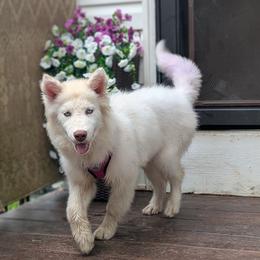 Rain - Siberian Husky