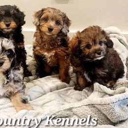 Aussiedoodle, Miniature Australian Shepherd, and Toy Australian Shepherd All Grown Up from Cotton Country Kennels
