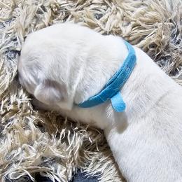 Puppy 5 - Yellow female Labrador Retriever puppy in Norwell, Massachusetts from Gabriel Ben-Yosef's Labs