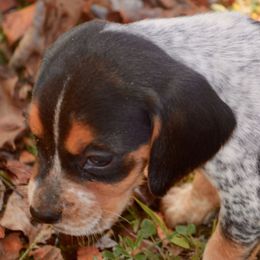 Beagle, Jack Russell Terrier, and Russell Terrier Puppies from Mountain Top