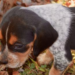 Beagle, Jack Russell Terrier, and Russell Terrier Puppies from Mountain Top