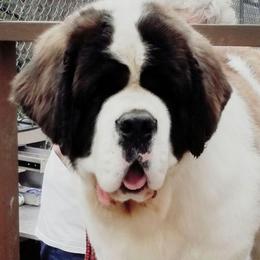 Harrison - Saint Bernard