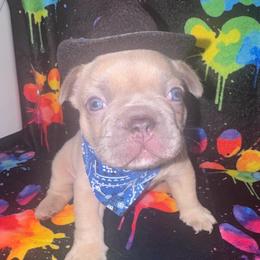 Designer Famous - Blue fawn male French Bulldog puppy in Fort Wayne, Indiana from Jack & Ruby’s Frenchies
