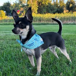 Reuben - Chihuahua