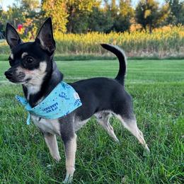 Reuben - Chihuahua