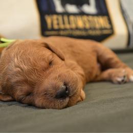 Kiwi - Apricot male Goldendoodle puppy in Batavia, Ohio from Cozy Cove Goldendoodles