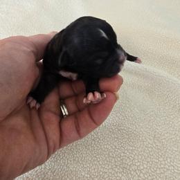 Ellie - Black and white female Shihpoo puppy in Rural Retreat, Virginia from Kopydlowski's Shihpoo and Shichon pups