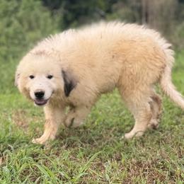 GabriellaG2 - White and badger female Great Pyrenees puppy in Midway, Tennessee from Heavenly Hills Great Pyrenees