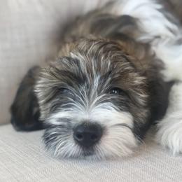 Monday🩷 - Sable female Aussiedoodle puppy in Granbury, Texas from Triple Cross Doodles