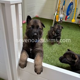 German Shepherd Puppies from 7OaksK9
