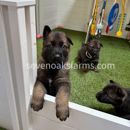 German Shepherd Puppies from 7OaksK9