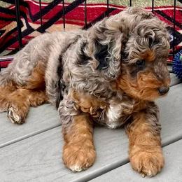 Pirate - Blue merle male Aussiedoodle puppy in Larimer County, Colorado from Puppy Love Doodles