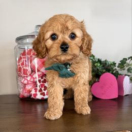 Spruce - Green Collar - Red male Cavapoo puppy in South Jordan, Utah from Simply Sweet Paws. LLC