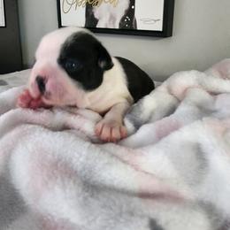 Boston Terrier, Companion Cross, and French Bulldog Puppies from Legends Frenchton's, French Bulldogs & French Bullhuahua's