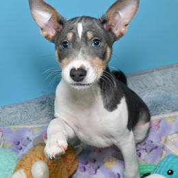 Zephyr...Tri blue male, 4,1 - Blue cream and white male Basenji puppy in Eugene, Oregon from Basenji Puppies