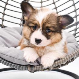 Pembroke Welsh Corgi Puppies from MG Corgis
