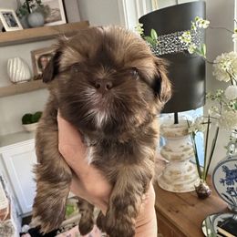Carson - Liver and white male Shih Tzu puppy in Mineola, Texas from RL Phillips Shihtzus