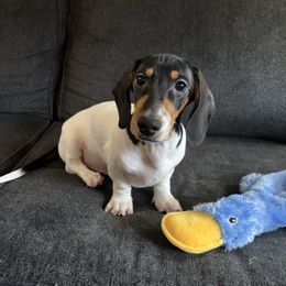 Black collar - Black and tan male Dachshund puppy in Belfair, Washington from Devoted Doxies, Lorraine’s Yorkies