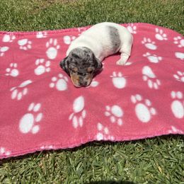 Dachshund Puppies from TLC Dachshund