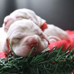 Clumber Spaniel Puppies from Wanderlust Clumber Spaniels