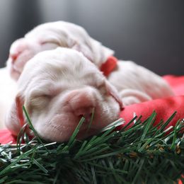 Clumber Spaniel Puppies from Wanderlust Clumber Spaniels