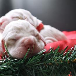 Clumber Spaniel Puppies from Wanderlust Clumber Spaniels