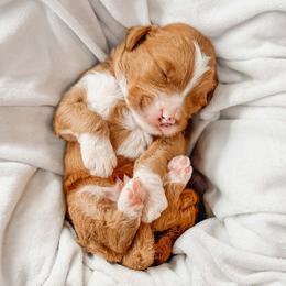 Bandera - Red  male Goldendoodle puppy in Iola, Texas from Supreme Doodles of Texas