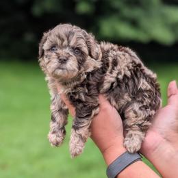 Waverly - Merle female Shihpoo puppy in Coshocton, Ohio from Forever Family Puppies