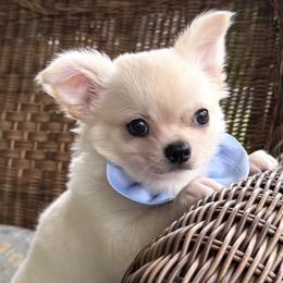 YETI - Cream and white male Chihuahua puppy in Richmond, Virginia from Bayberry Chihuahuas