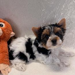 Margarita - Black tan and white female Biewer Terrier puppy in Stockbridge, Georgia from Jenn’s Georgia Morkies and Biewer Terriers