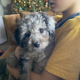 Hickory - Merle female Goldendoodle puppy in Eaton, Ohio from Dezi’s Sonshine Doodles