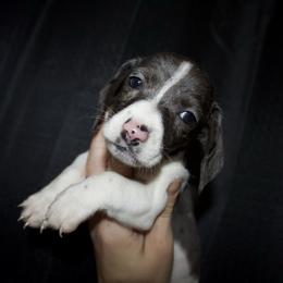 Boots - Dapple male Dachshund puppy in Kilgore, Texas from The Barefield Doxies