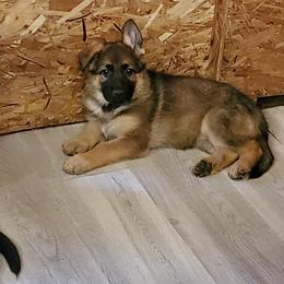 German Shepherd Puppies from Sterley Shepherds