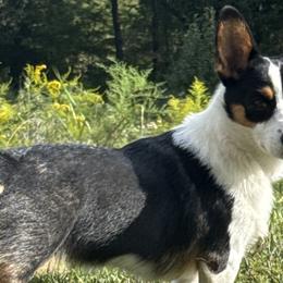 American Corgis and Pembroke Welsh Corgis from Quirky Corgi Corner