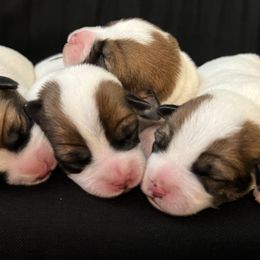 Russell Terrier Puppies from Breezy Meadows Russell Terriers
