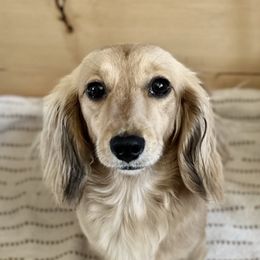 Muffin - Dachshund