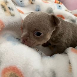 Sunny - Blue male Chihuahua puppy in Coweta, Oklahoma from Green Country Chihuahuas