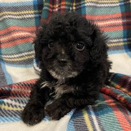 Binky-Teacup - Blue male Poodle puppy in Purdy, Missouri from The Dynasty