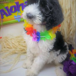 Labradoodle Puppies from Tyson's Farm Doodles