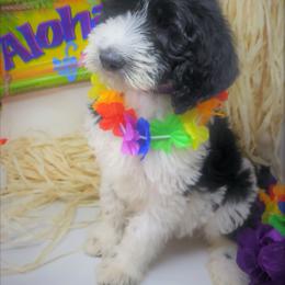 Labradoodle Puppies from Tyson's Farm Doodles