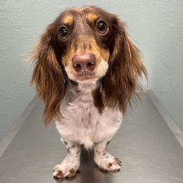 Dachshunds from Prickly Arrow Pups