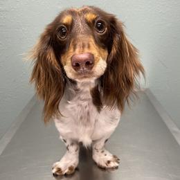 Dachshunds from Prickly Arrow Pups