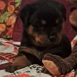 Boy 3 - Black and mahogany male Rottweiler puppy in De Witt, Iowa from Irish Eyes Kennels