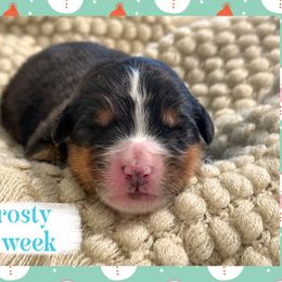 Frosty - Black and rust male Bernese Mountain Dog puppy in Purcell, Oklahoma from Swiss Berner Bears
